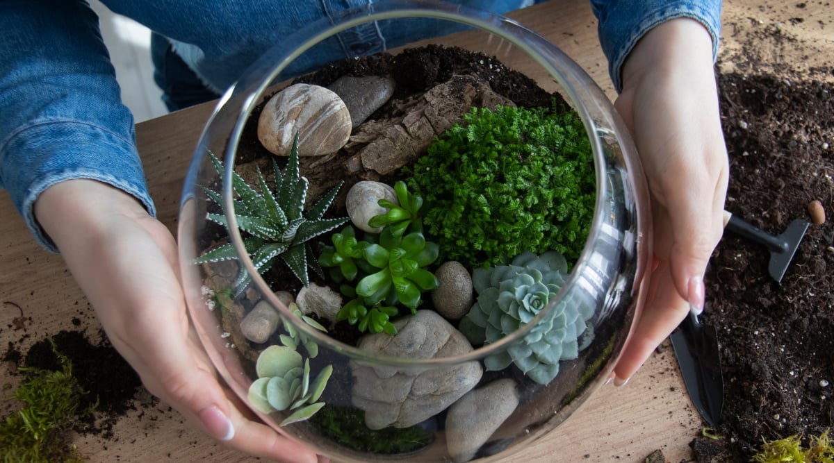 In a rustic setting, a woman wearing a stylish blue denim jacket delicately cradles a clear bowl on a wooden table, surrounded by scattered soil. Within the bowl, a captivating array of various succulents forms a harmonious composition.