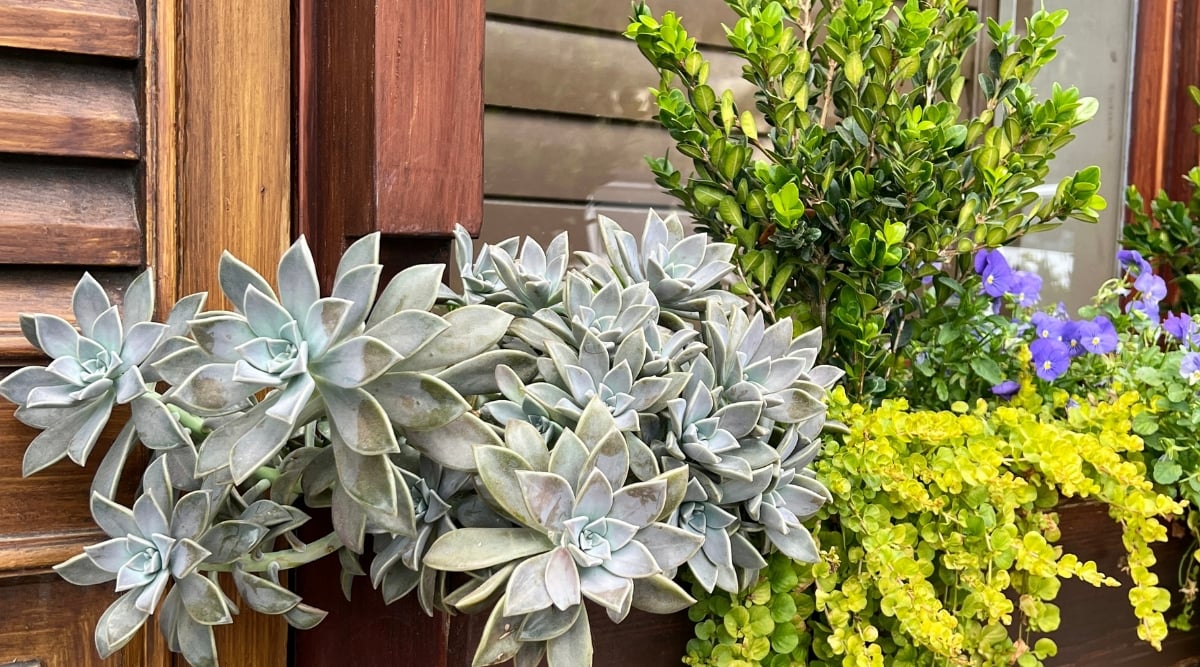 In a weathered wooden window box, a stunning array of muted green succulents flourishes. Nestled among the succulents, vibrant green plants cascade gracefully, adding a burst of lively color and a touch of natural elegance to the rustic window box.