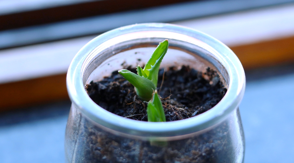 A close-up of aloe vera pups growing in a small transparent pot filled with soil. The pups are small, green, and succulent, with slightly pointed leaves. The pot is filled with moist soil and is sitting on a windowsill.