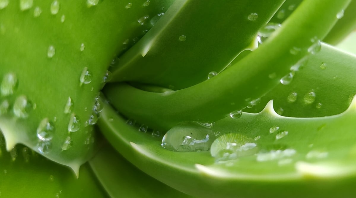A close-up of the underside of an aloe vera plant leaf. The leaf is a vibrant shade of green and has translucent water droplets clinging to its surface. Delicate translucent spikes line the leaf's border, adding a touch of texture to the image.