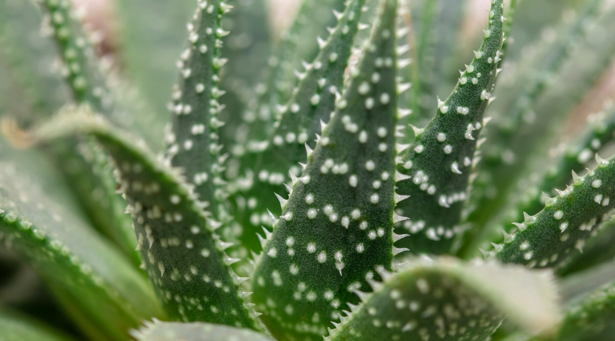 A close-up of an aloe vera leaf, its surface almost entirely covered in tiny, translucent white spikes. A few small, serrated aloe vera leaves are visible in the background. Their icy gleam contrasts with the leaf's cool green, creating a textured landscape on a single stem.