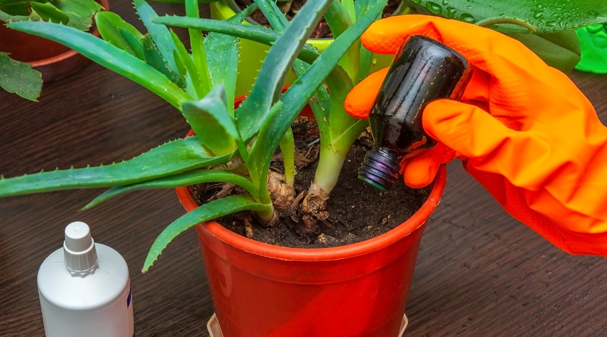 A person wearing orange gloves carefully pours liquid fertilizer from a glass bottle into a potted aloe vera plant. The aloe vera has green, spiky leaves that curl inwards slightly and is situated in a brown plastic pot.
