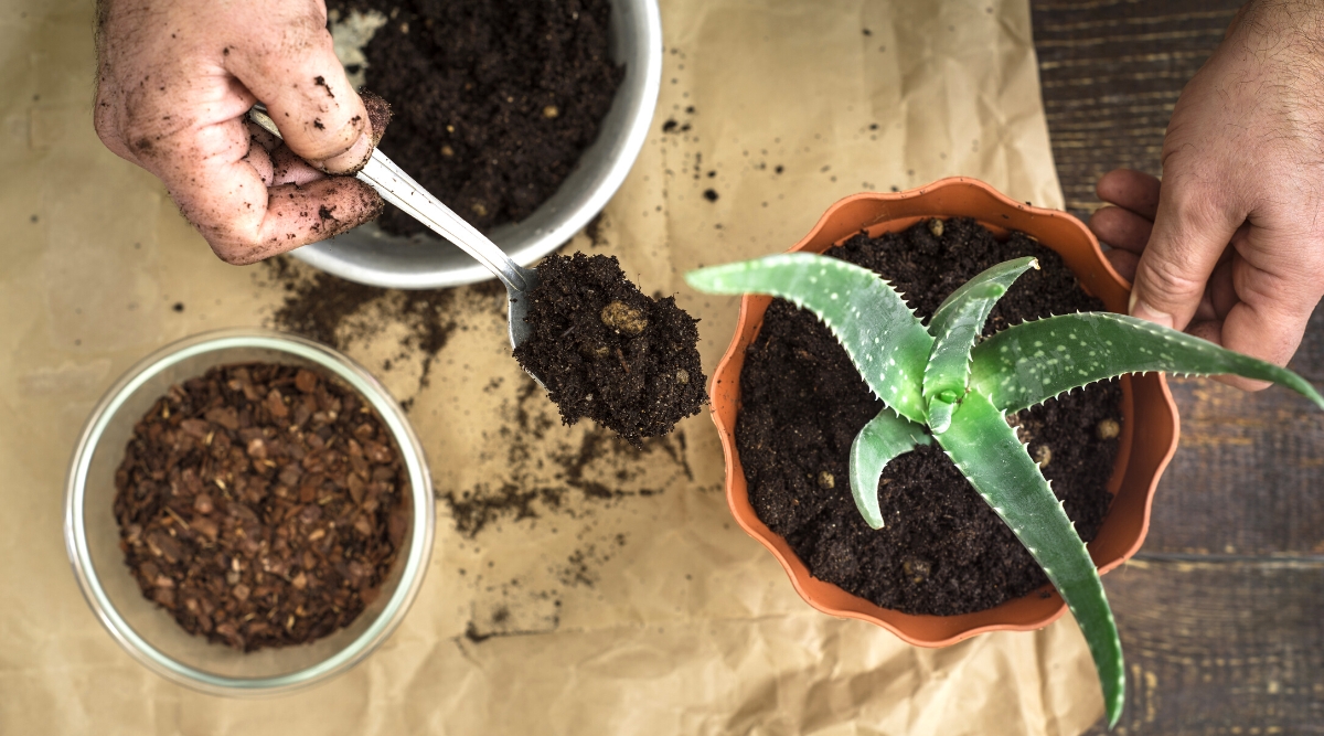 A hand carefully adds a spoonful of organic brown compost to a pot of aloe vera. Some loose compost and brown pebbles are also visible on the potting mix. The aloe, its plump green leaves edged in soft orange, thrives amidst a layer of soil.