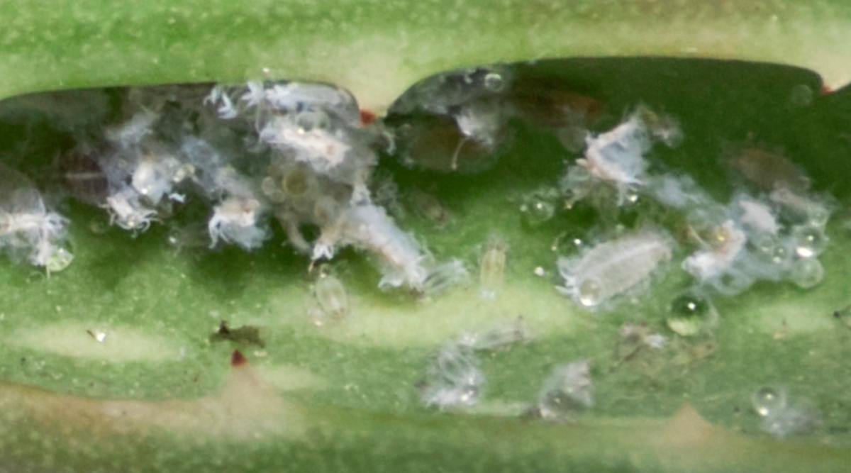 A detail of an aloe vera leaf that is infested with cottony mealybugs. The mealybugs are gathered around the base of a leaf, where they feed on the sap. There are also some mealybug eggs visible in the image.