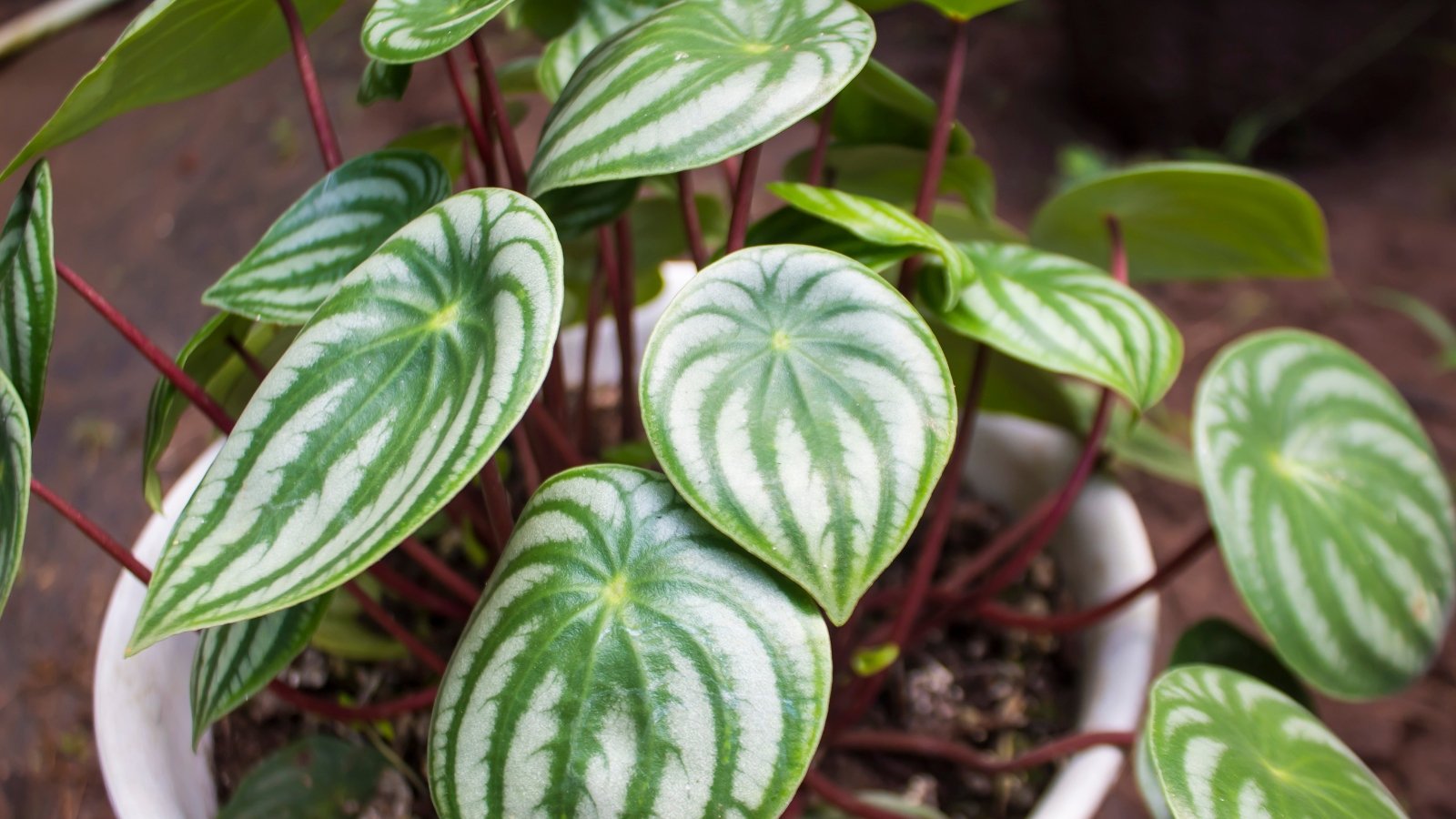 21 Teenager-Good Houseplants for Your Budding Plant Fanatic